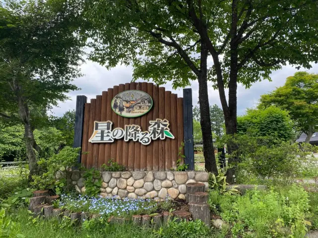별이 내리는 숲